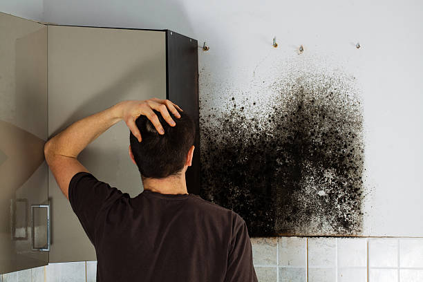 Best Kitchen Mold Remediation in Blytheville, AR