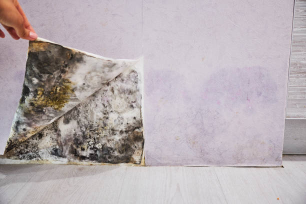Best Residential Mold Remediation in Blytheville, AR